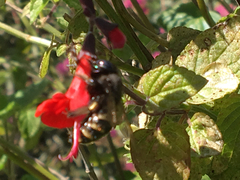 Xylocopa tabaniformis parkinsoniae