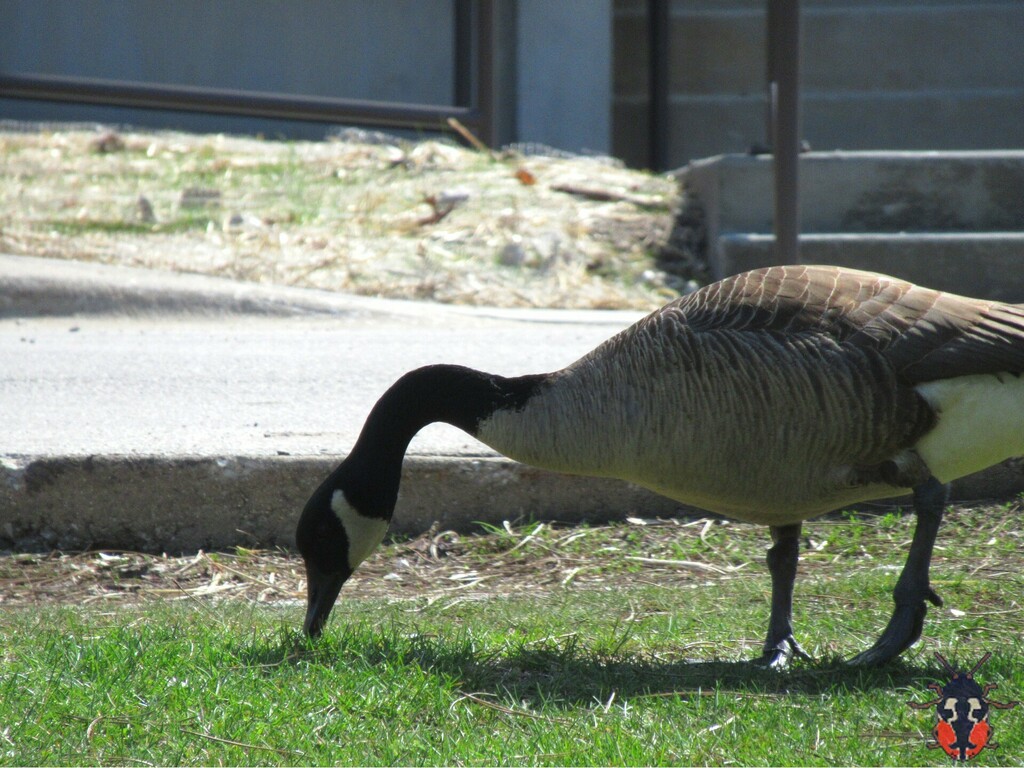 Canada Goose From North Park, Chicago, IL, USA On April 11, 2023 At 02: ...