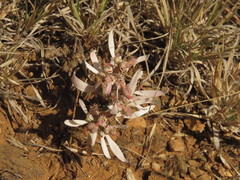 Euphorbia radians