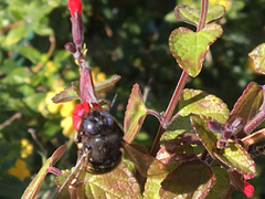 Xylocopa tabaniformis parkinsoniae