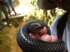Clelia equatoriana