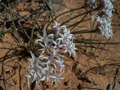 Allium macropetalum
