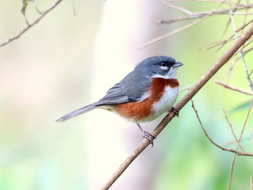 Bay-chested Warbling Finch (Castanozoster thoracicus), photo 2