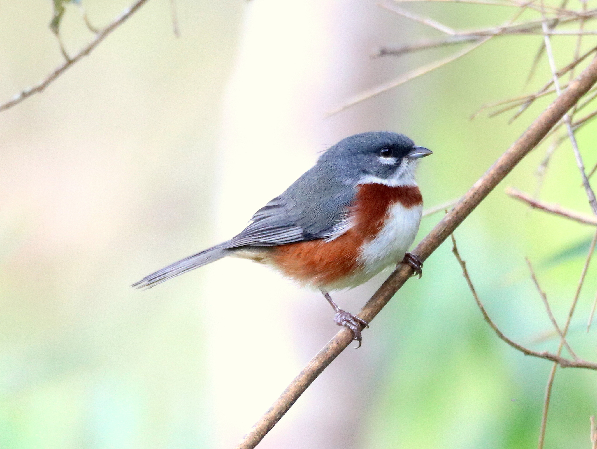 Bay-chested Warbling Finch illustration