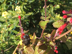 Xylocopa tabaniformis parkinsoniae