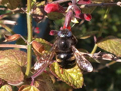 Xylocopa tabaniformis parkinsoniae