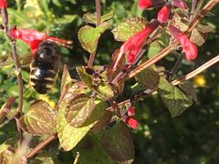 Xylocopa tabaniformis parkinsoniae