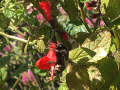 Xylocopa tabaniformis parkinsoniae