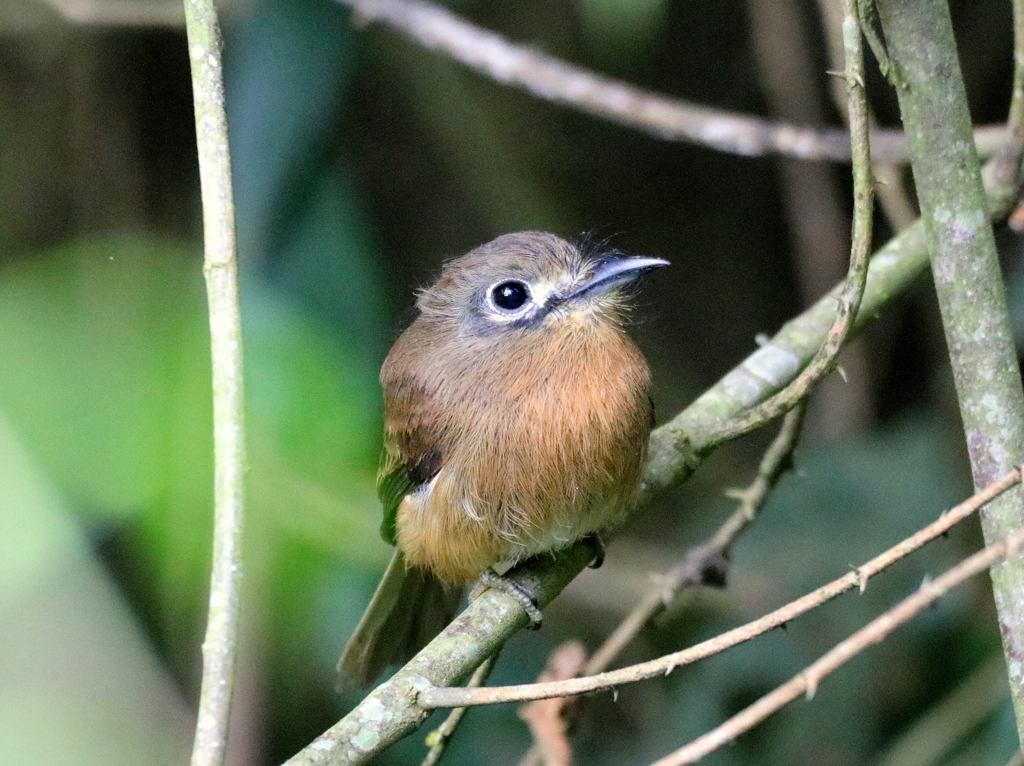 Rusty-breasted Nunlet (Nonnula rubecula)