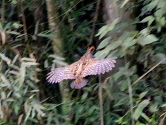 Spot-Winged Wood-Quail photo 4