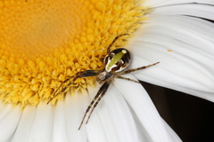 Novaranea queribunda