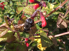 Xylocopa tabaniformis parkinsoniae