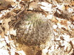 Ferocactus macrodiscus