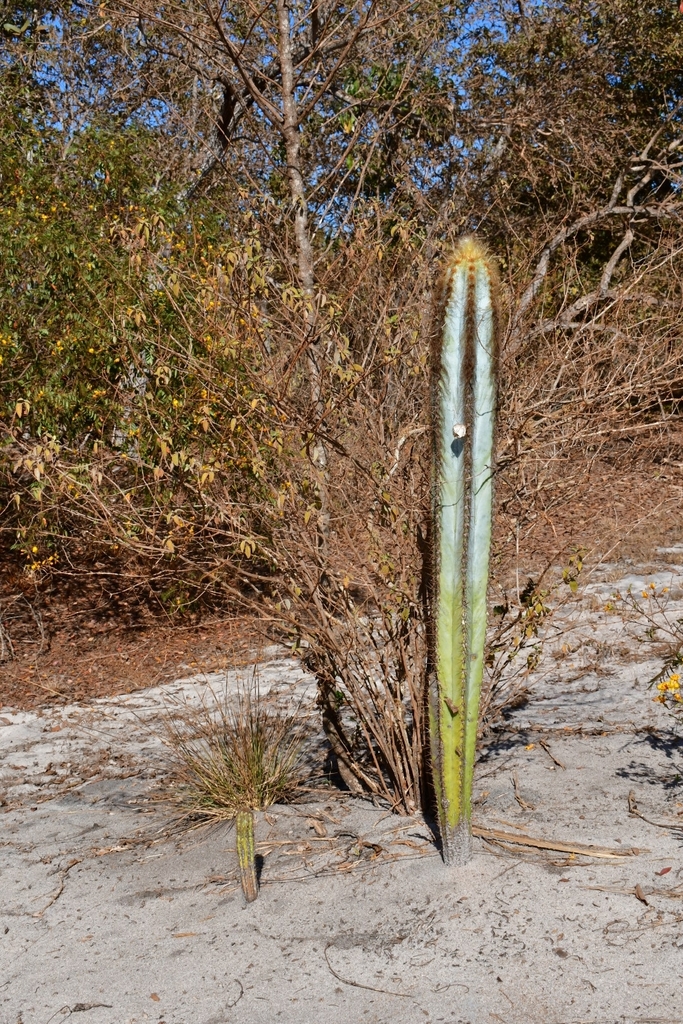 Pilosocereus fulvilanatus in July 2023 by Joey Santore · iNaturalist