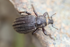 Lyperobius huttoni