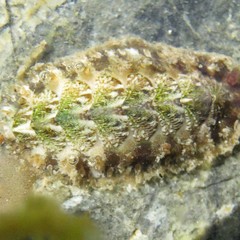 Plaxiphora caelata image