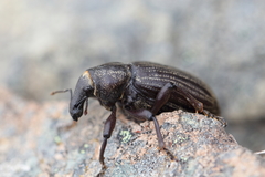 Lyperobius huttoni