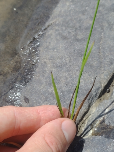 Image of Juncus longistylis by no rights reserved