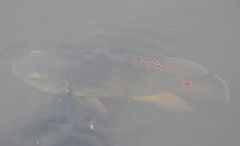 Astronotus ocellatus