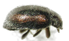Scymnus blackburni