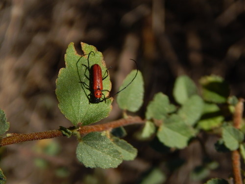 Tylosis oculatus