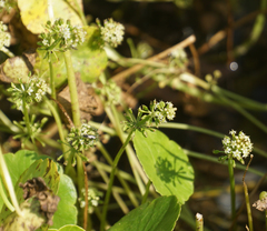 Hydrocotyle tribotrys