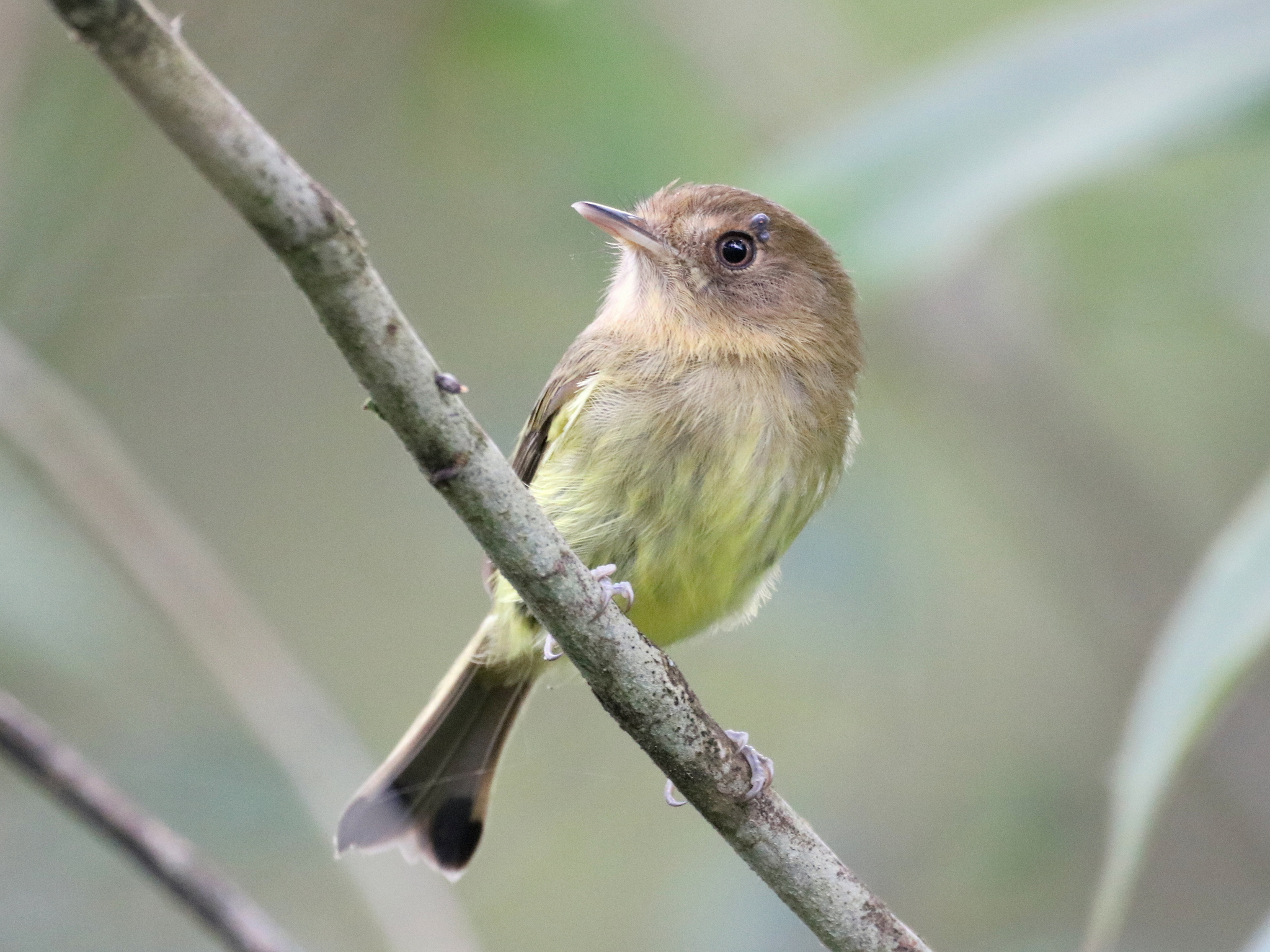 Kaempfer's Tody-Tyrant (Hemitriccus kaempferi), photo 7