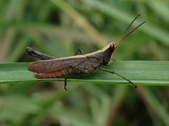 Maculiparia rotundata