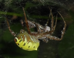 Cyrtophora cylindroides