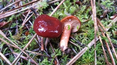 Lactarius atrobadius