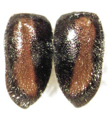 Scymnus blackburni