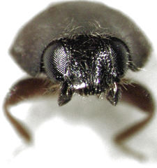 Scymnus blackburni