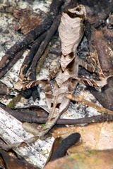 Anolis scypheus