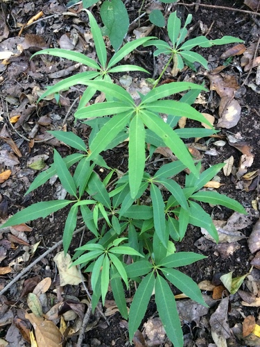 Oreopanax xalapensis