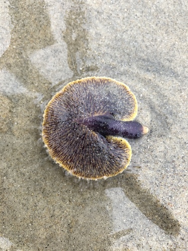 Renillidae
