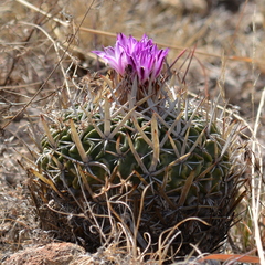 Echinofossulocactus pentacanthus