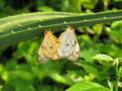 Pseudaphelia apollinaris