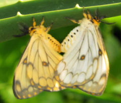 Pseudaphelia apollinaris