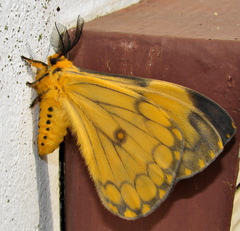 Pseudaphelia apollinaris