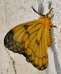 Pseudaphelia apollinaris