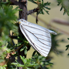 Neuromelia selectata