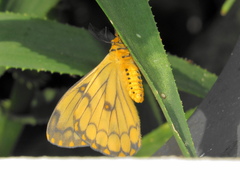 Pseudaphelia apollinaris
