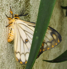 Pseudaphelia apollinaris