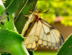 Pseudaphelia apollinaris