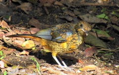 Cossypha natalensis natalensis