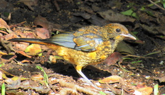 Cossypha natalensis natalensis