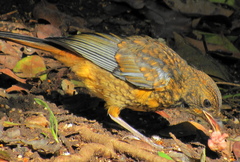 Cossypha natalensis natalensis