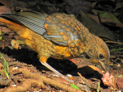 Cossypha natalensis natalensis