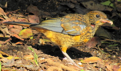 Cossypha natalensis natalensis