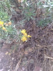 Isocoma hartwegii